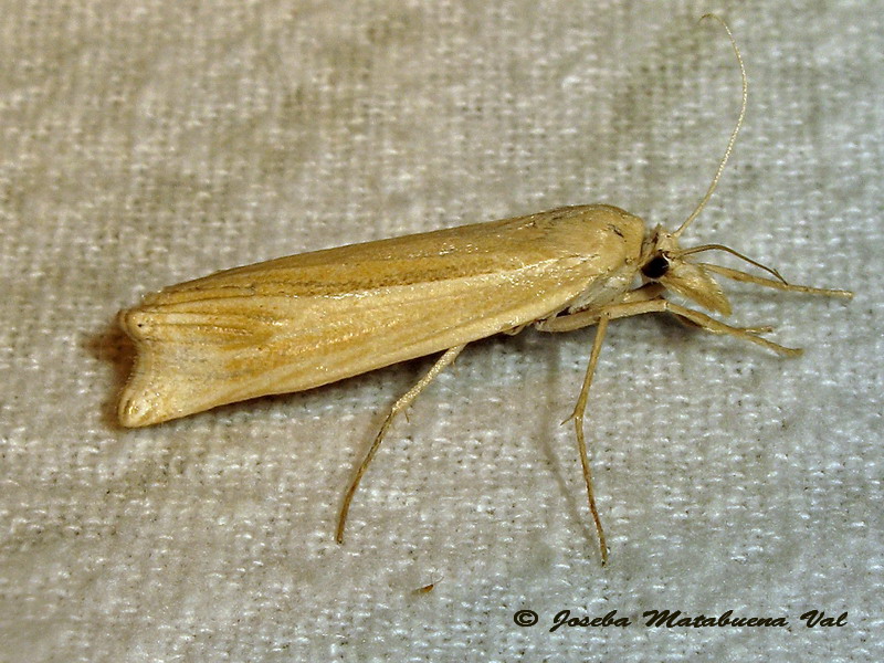 Crambidae da id. - Ancylolomia tentaculella